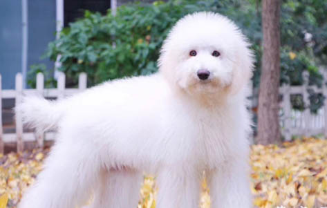 美國巨貴犬多少錢一只