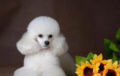 阿拉拜犬和中亞哪個厲害