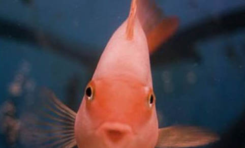 夏天家庭養(yǎng)魚怎么樣避暑啊