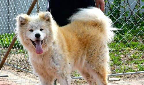 長毛大型犬有哪些品種
