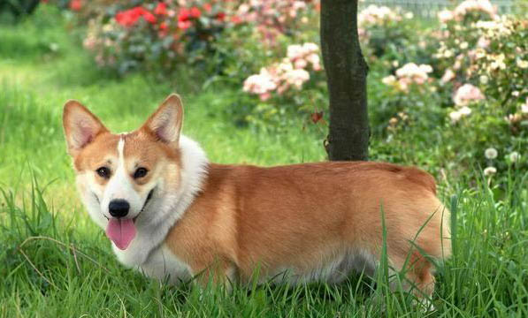 柯基犬多少錢一只