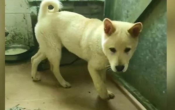 金毛犬日常美容