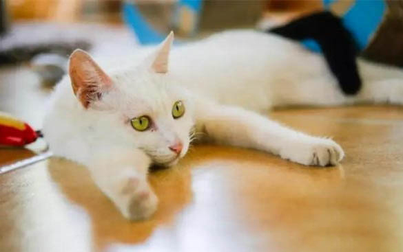 家里1年以上的貓會有貓瘟嗎
