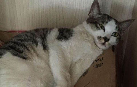 怎么看土貓的品相好不好