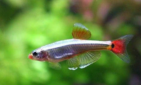 紅綠燈魚多大可以繁殖