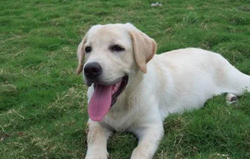 拉布拉多犬必須吃狗糧嗎