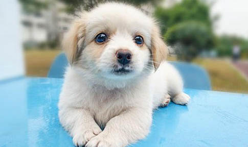 小狗犬瘟熱初期癥狀有哪些