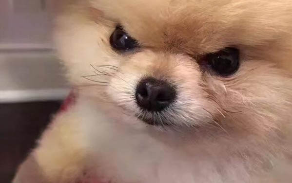 狗狗6歲相當于人多少歲