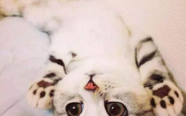 貓咪感冒了怎么辦呢