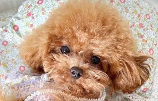 泰迪幼犬飼養方法