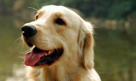 金毛犬幾個月開始訓練
