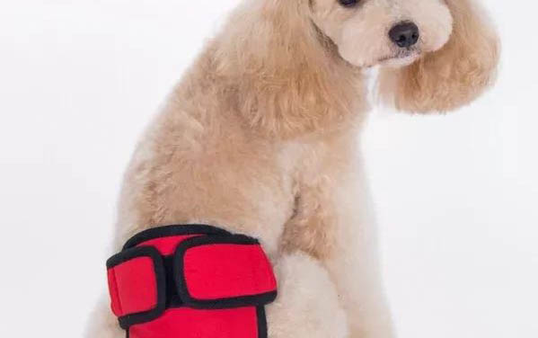 如何煮牛肉給狗狗吃