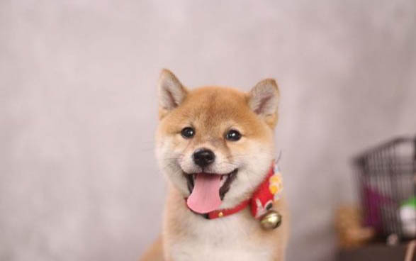 柴犬和哈士奇哪個好養(yǎng)