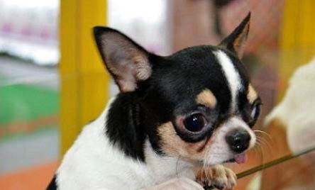 吉娃娃和小鹿犬哪個好養