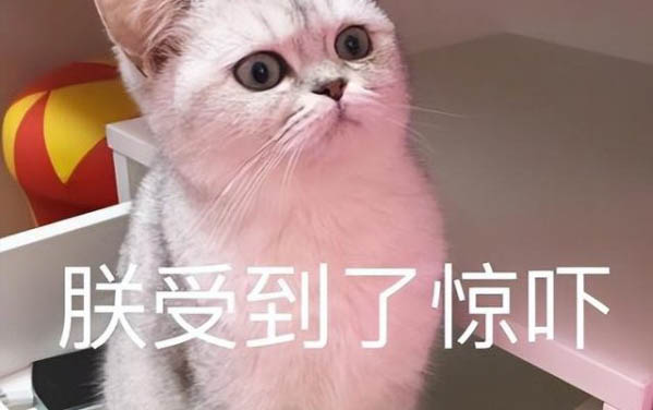 新來的小貓半夜總是叫怎么辦?