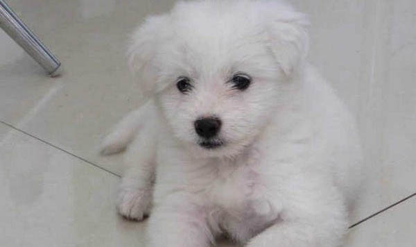 比熊犬有什么缺點嗎