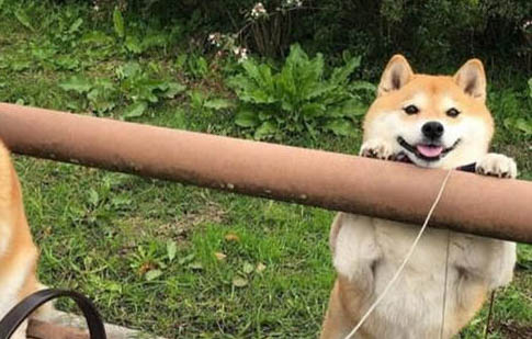 如何正確的遛狗 狗狗的運動量