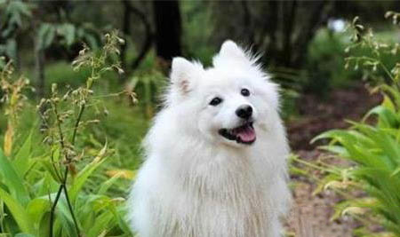 薩摩耶犬價格多少錢