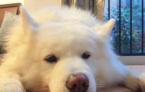 狗狗接生需要準備什么