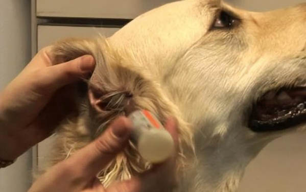 狗狗丙氨酸轉移酶高的原因