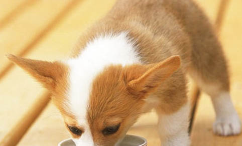 狗接觸犬瘟后多久發病