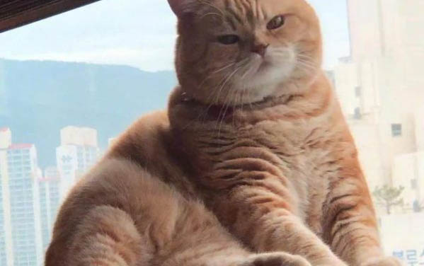 貓一年可以生育幾次?