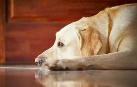 狗狗小型犬有哪些品種