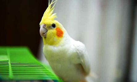 新手飼養(yǎng)玄鳳鸚鵡需要注意什么