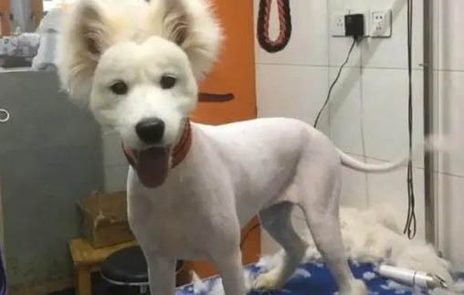 狗狗死后會記得主人嗎為什么