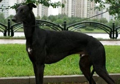 格力犬價格一般多少錢一只？