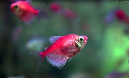 熱帶魚(yú)缸養(yǎng)水的正確方法