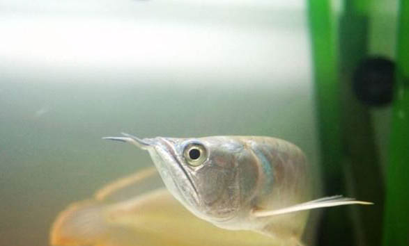 泰國斗魚在南方冬天要加溫嗎