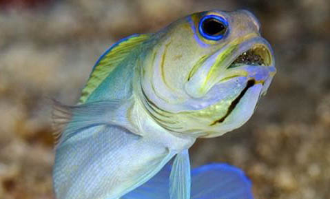 過背金龍魚好養嗎