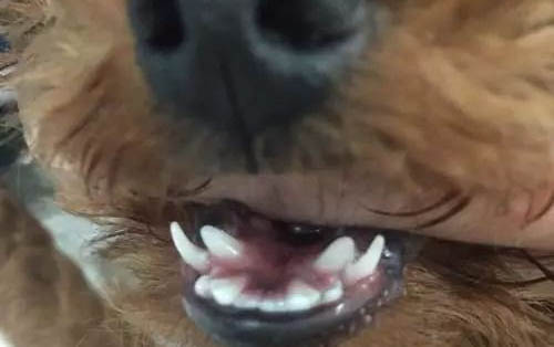 狗狗能吃榴蓮嗎