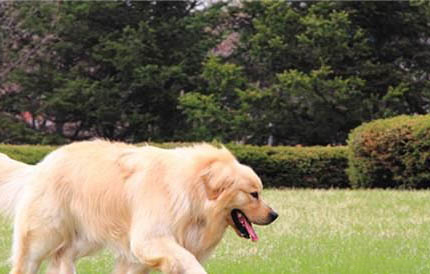布列塔尼犬坐月子注意事項