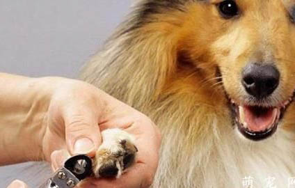 狗狗吃了咖啡觀察多久