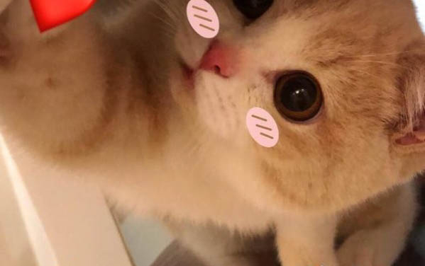 貓咪頭上鼓個包凸起