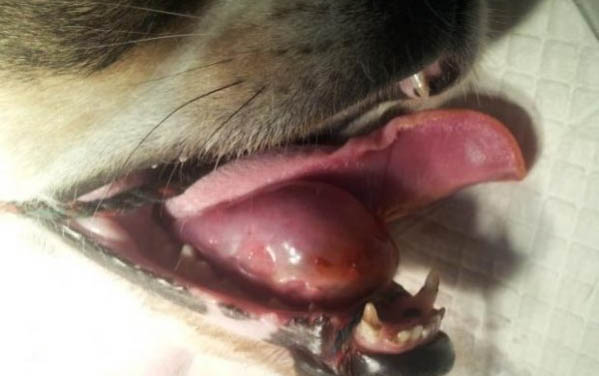 狗狗咬主人腳腕為什么呢