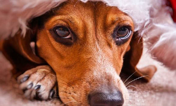 狗狗得了犬窩咳會(huì)死嗎