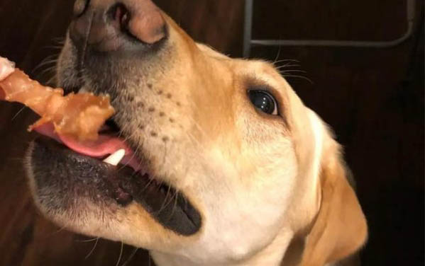 狗狗為什么會得犬瘟熱跟細小病毒