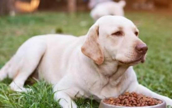 邊牧多久可以吃成犬糧食了
