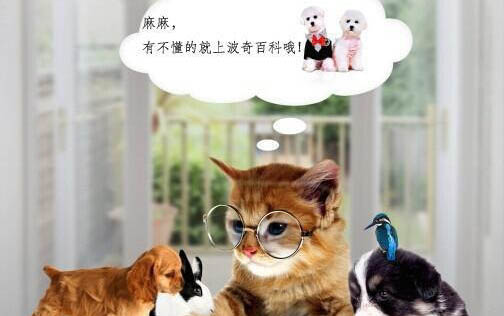 母狗懷孕多久能看出來啊