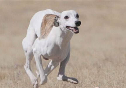 成年比特犬一般多少斤