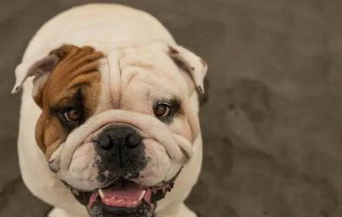 英斗犬和法斗犬區別