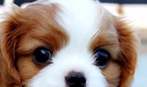 田野小獵犬壽命