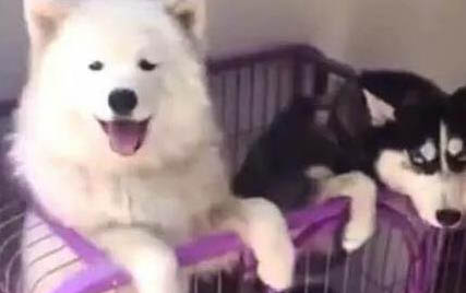 造成薩摩耶犬口臭的原因