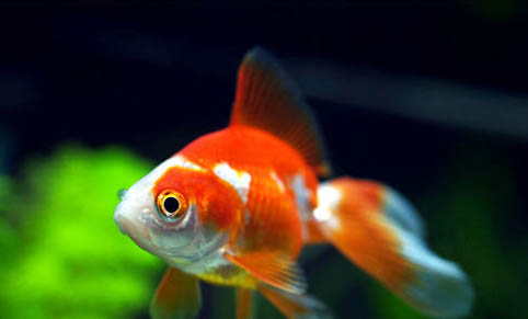 養(yǎng)金魚注意事項有哪些