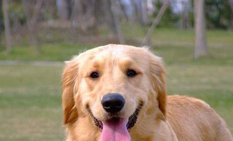 狗狗小型犬有哪些品種