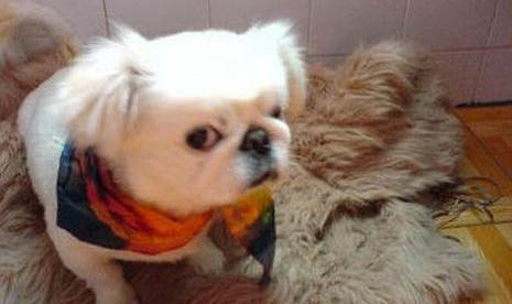 小型犬哪個最聰明最好養
