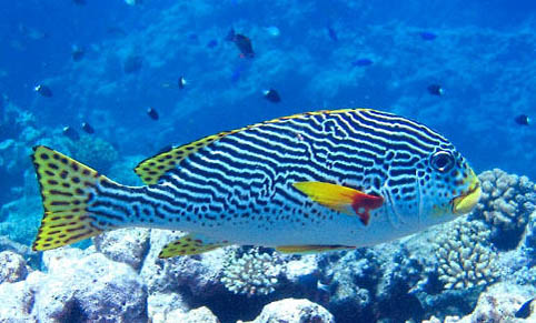 鳳尾魚(yú)夏天用加熱棒嗎